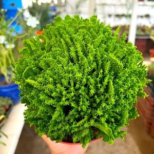 Green coral euphoria cactus plant | 6 inch pot